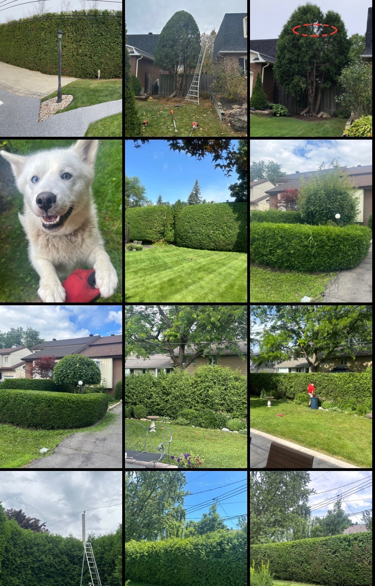 Professional hedge maintenance by Orange 44